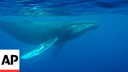 A humpback whale glides through the ocean from left to right, surface waters are just above it.