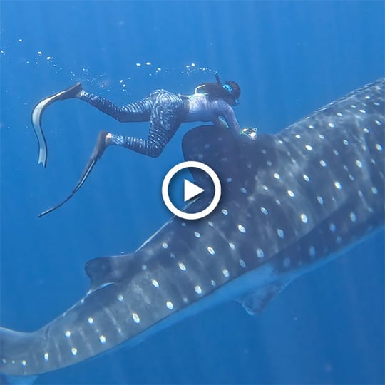 Playing "tag" with a whale shark