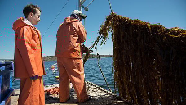 Seeding the future: New WHOI tech lends a hands to kelp farmers