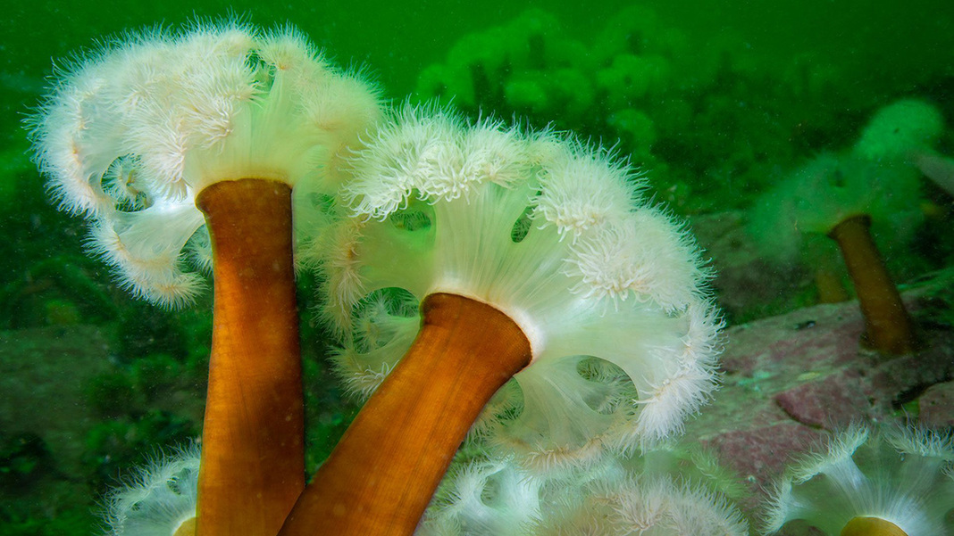 A photo showing garden of cold-water anemones. Two animals are in the foreground. They have leathery stalks with frills like a cheerleader's pom-poms.
