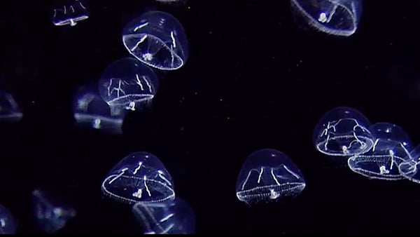 Did you know: How does bioluminescence work?