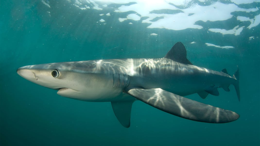 A blue shark swims to the left just above the surface of the water. It has big, round black eyes and long pectoral fins, mouth slightly agape.