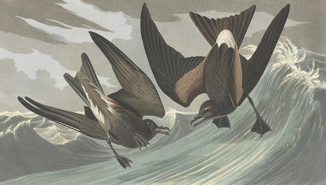 An Audubon illustration of two petrels diving toward one another over stormy seas.