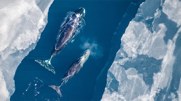 Whale feces link ocean warming and algal toxins