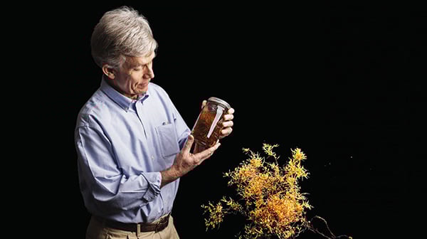 How do you solve a problem like Sargassum?