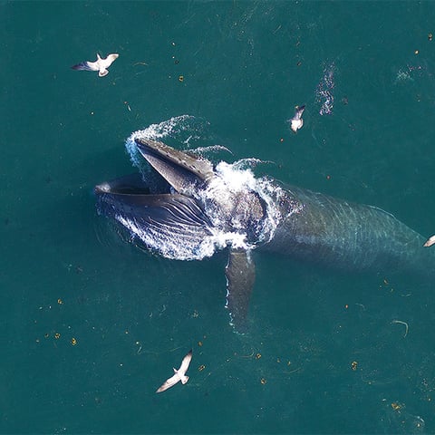 Leave a charitable gift annuity for ocean science