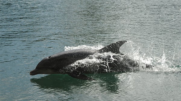 Can AI help us talk to marine mammals?