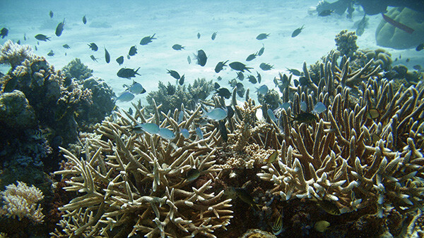 New study highlights the correlation between live corals and fishing yields