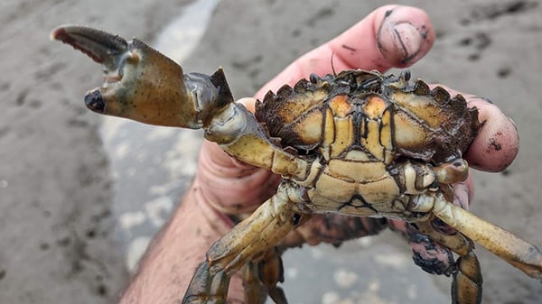 green-crab-hand