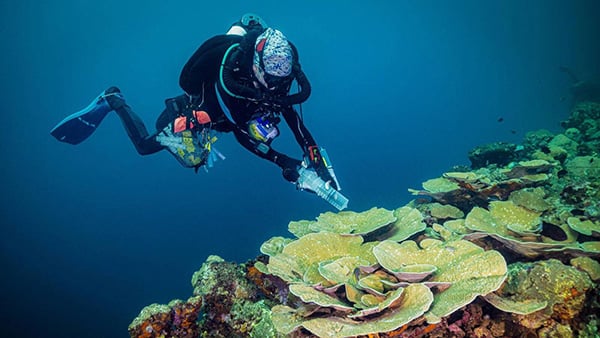 A scuba diver approaches a coral reef with a syringe