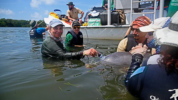 Whistle, chirp, squeak! What does it mean?