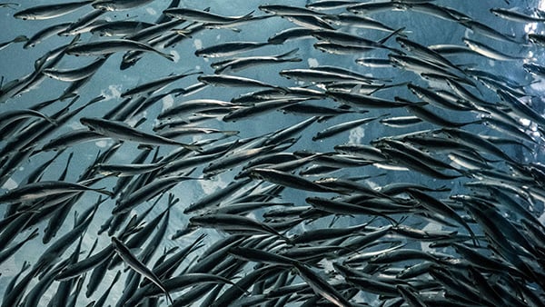 How does ocean warming affect fisheries?