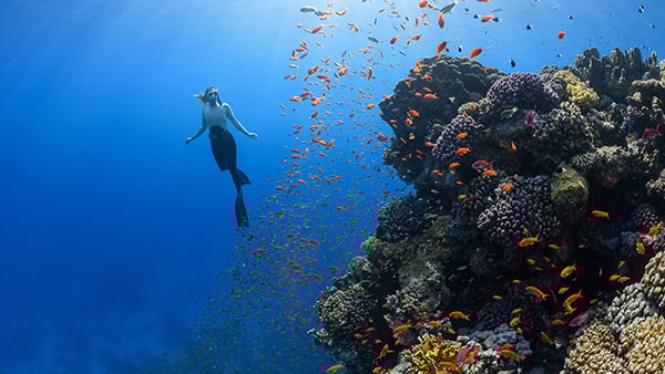 Why is the ocean vital to our survival?