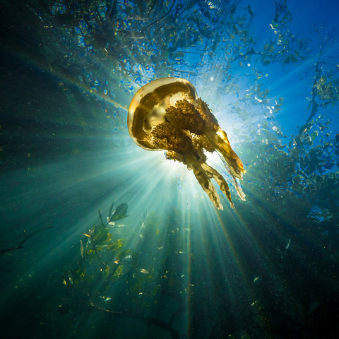 A jellyfish is seen underwater from below, backlit by the sun. Some tree branches and leaves can be seen behind the animal.