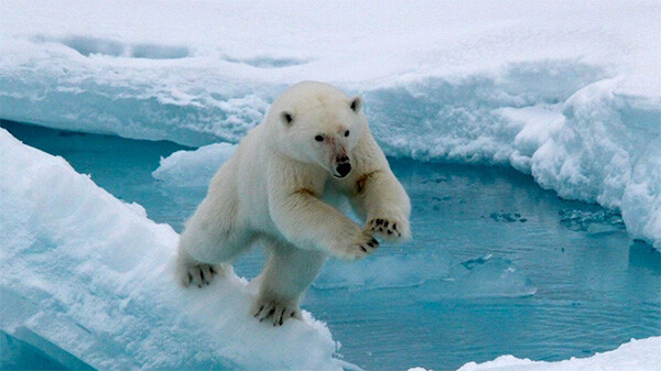 Image of the week: A polar bear goes with the floes