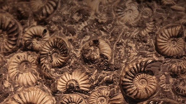 Ancient seas, future insights