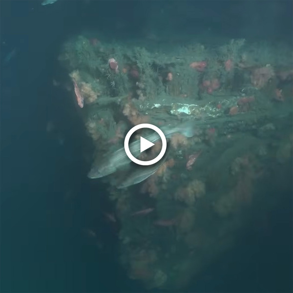 The bow of a shipwreck comes into view in murky waters. A play button is superimposed on top.