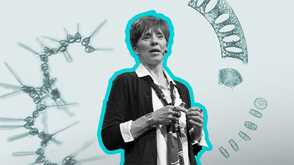 sosik little big picture