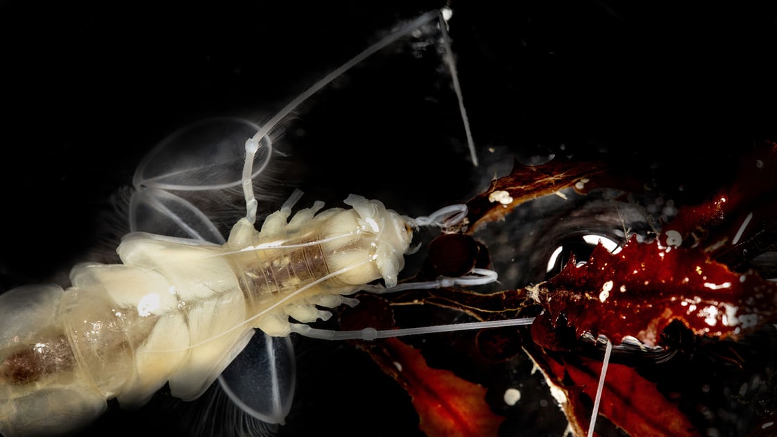 Bathyopsurus nybelini isopod with Sargassum Algae