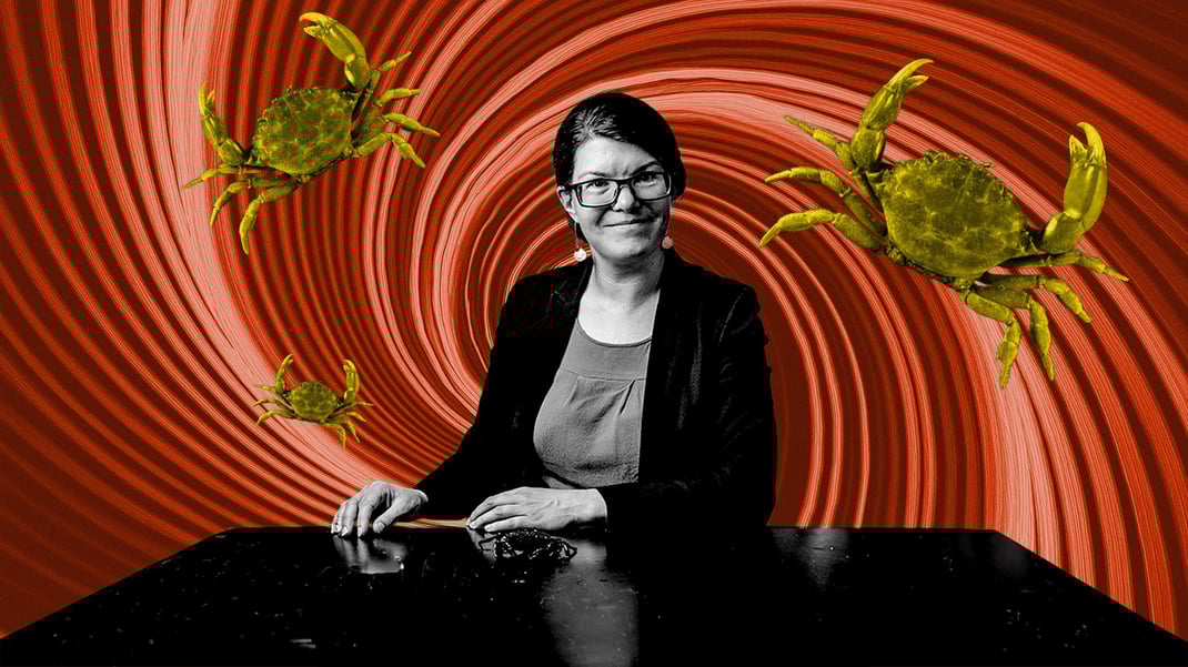 Body snatchers are on the hunt for mud crabs