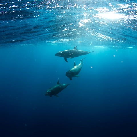 Leave a lasting legacy for ocean science