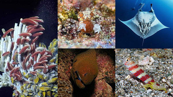 Five unlikely ocean friendships