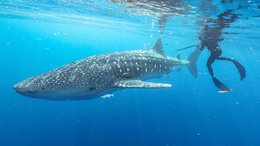 A whale shark glides near the sea surface in daylight as a free diver approaches from the right with a tracker mounted to a spear poll. 