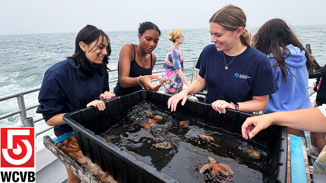 Three female O-Steam students interact with star fish and crabs in makeshift touch tank. They are on the deck of a vessel that's moving. Some white water from the ship's propeller can be seen behind them. The WCVB news logo. is on the bottom left of the image.